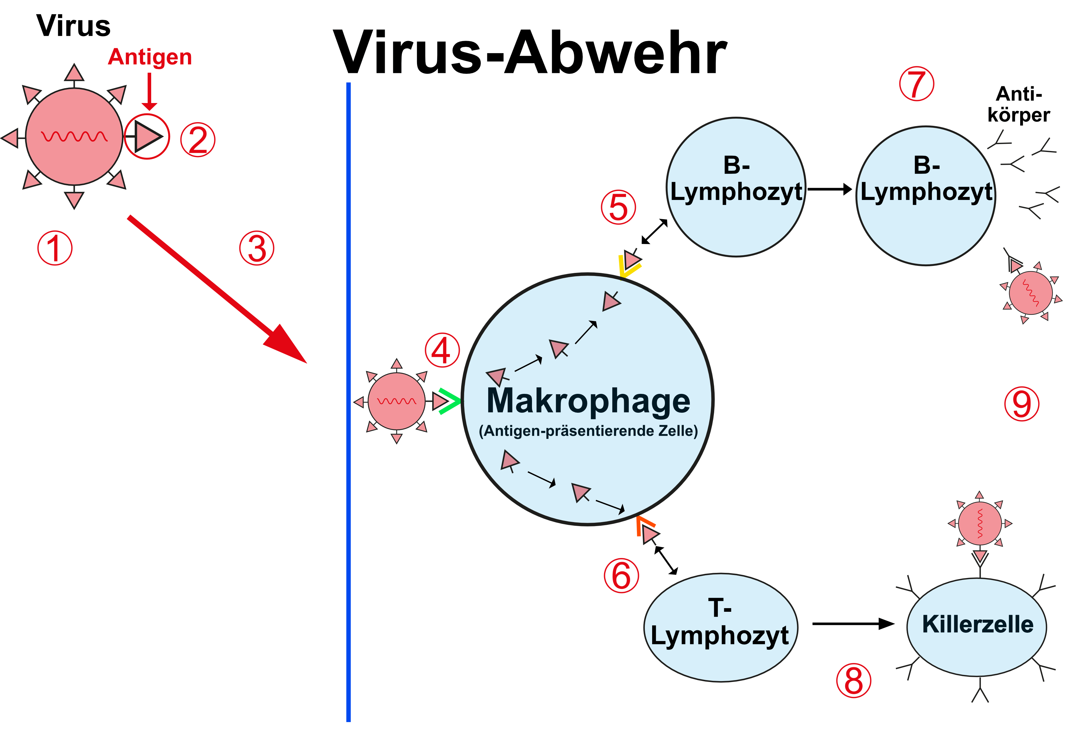 Virus Abwehr