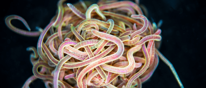 Knotentheorie: Wie sich 50 000 verhedderte Würmer in Sekundenschnelle entwirren